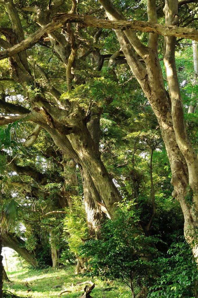 7月　大樹茂る森