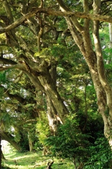 7月　大樹茂る森