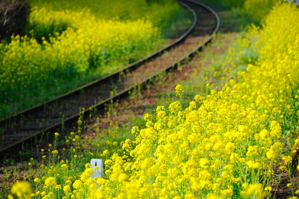 菜の花