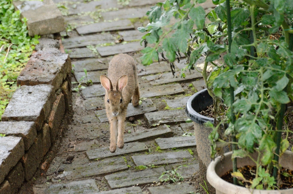 自宅に現れたピーターラビット【野うさぎ】-1