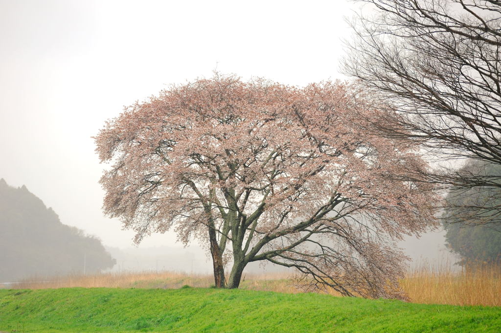 河畔の古木【山桜】