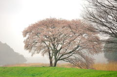 河畔の古木【山桜】