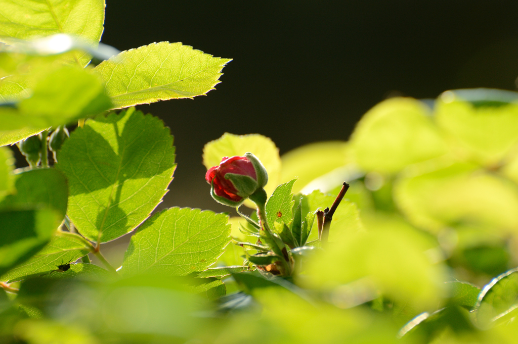 5月　目覚め【バラ】