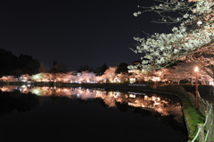 湖畔の夜桜
