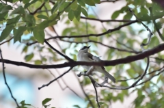 台湾の野鳥【シロガシラ】