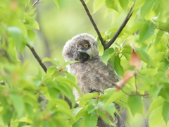 何だろう…【トラフズク雛】