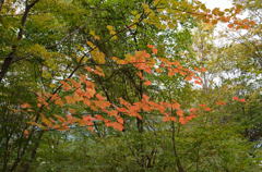 日光 河原の秋3 日光 河原の秋3