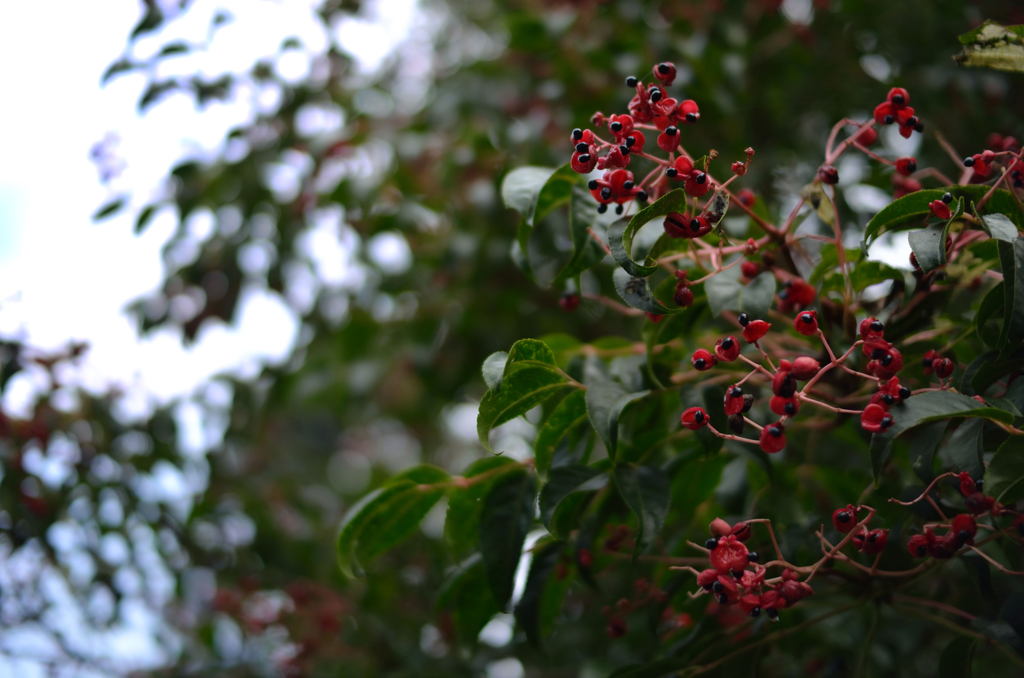 熟した実がぱっくりと　－　ゴンズイ