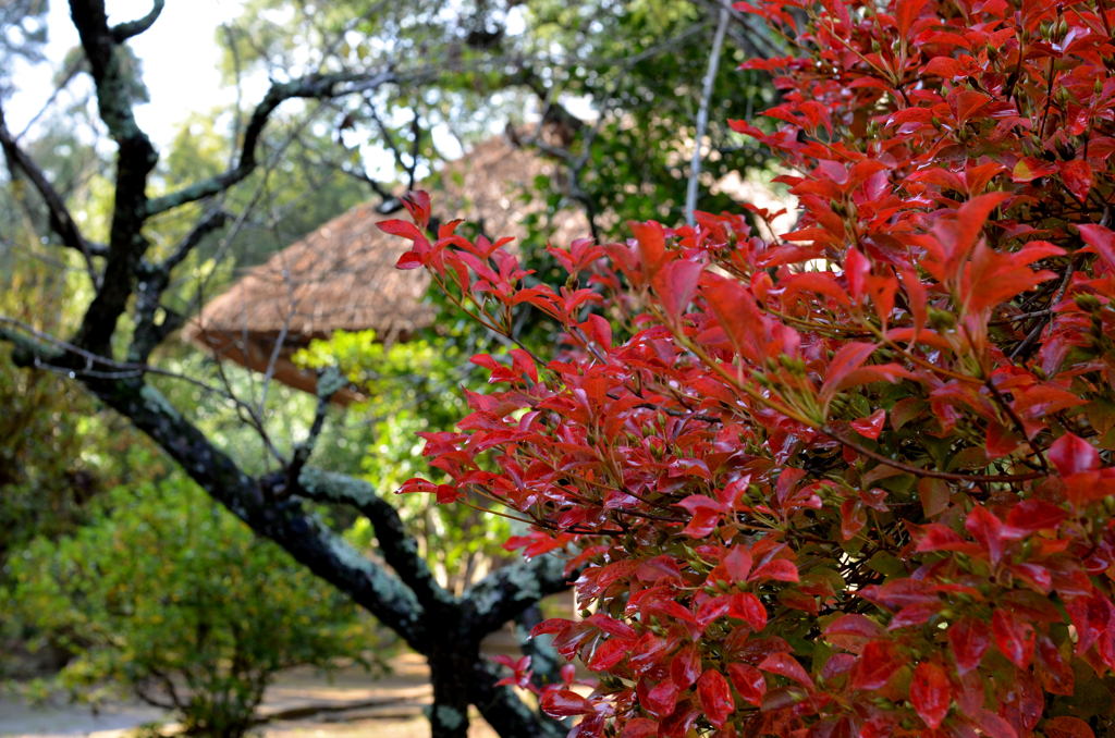 この紅は…