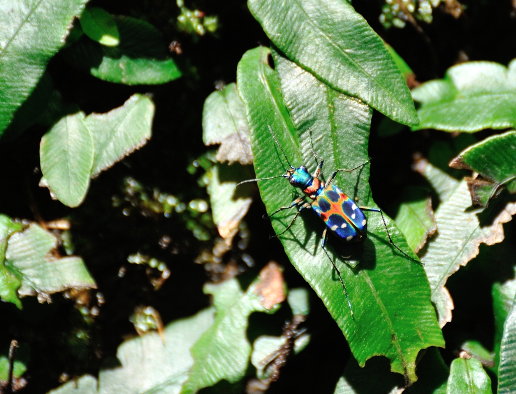 7月　尾根道にて