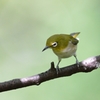 険しい目つき【メジロ】
