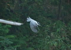 飛び出し！