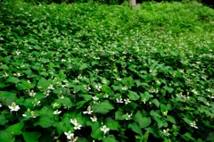 6月　境内に群生するどくだみ