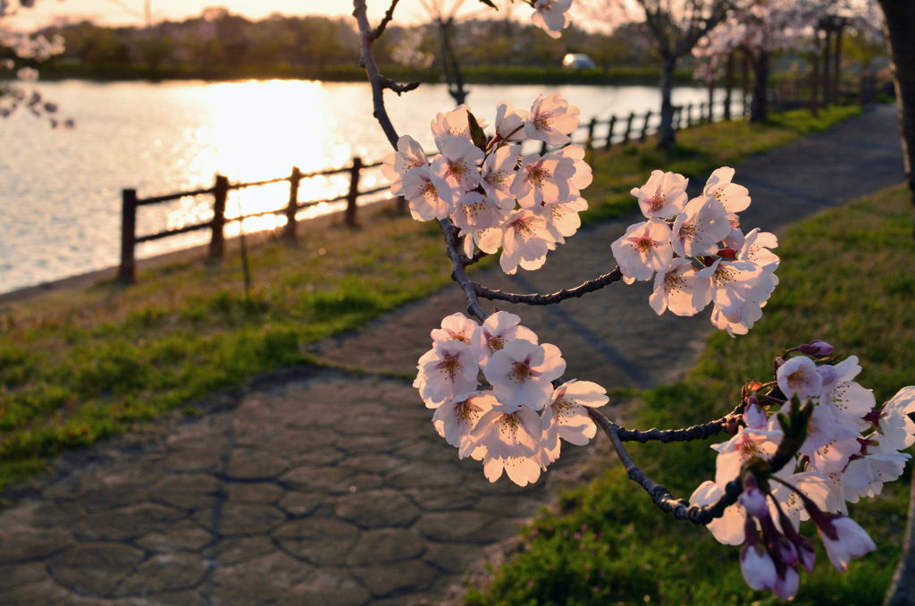 夕景の桜模様