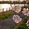 夕景の桜模様