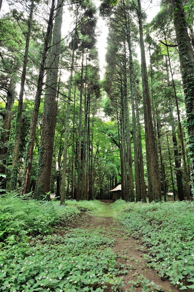 6月　古神社への参道