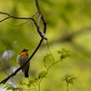 囀り新緑に木霊す【キビタキ】