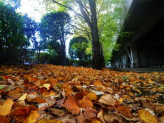 この枯れ葉に埋もれて何の夢を見よう…