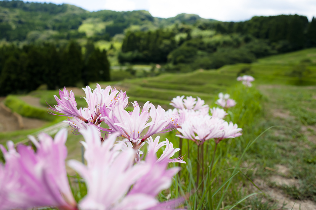 大山千枚田のユリ