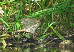 ※タイトル修正いたしました^^;　恥ずかしい…　無慈悲な暴君【ハイタカ幼鳥】