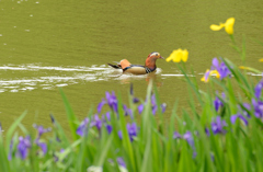 5月　優雅に【おしどり】