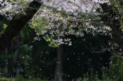 花吹雪【桜】