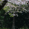花吹雪【桜】