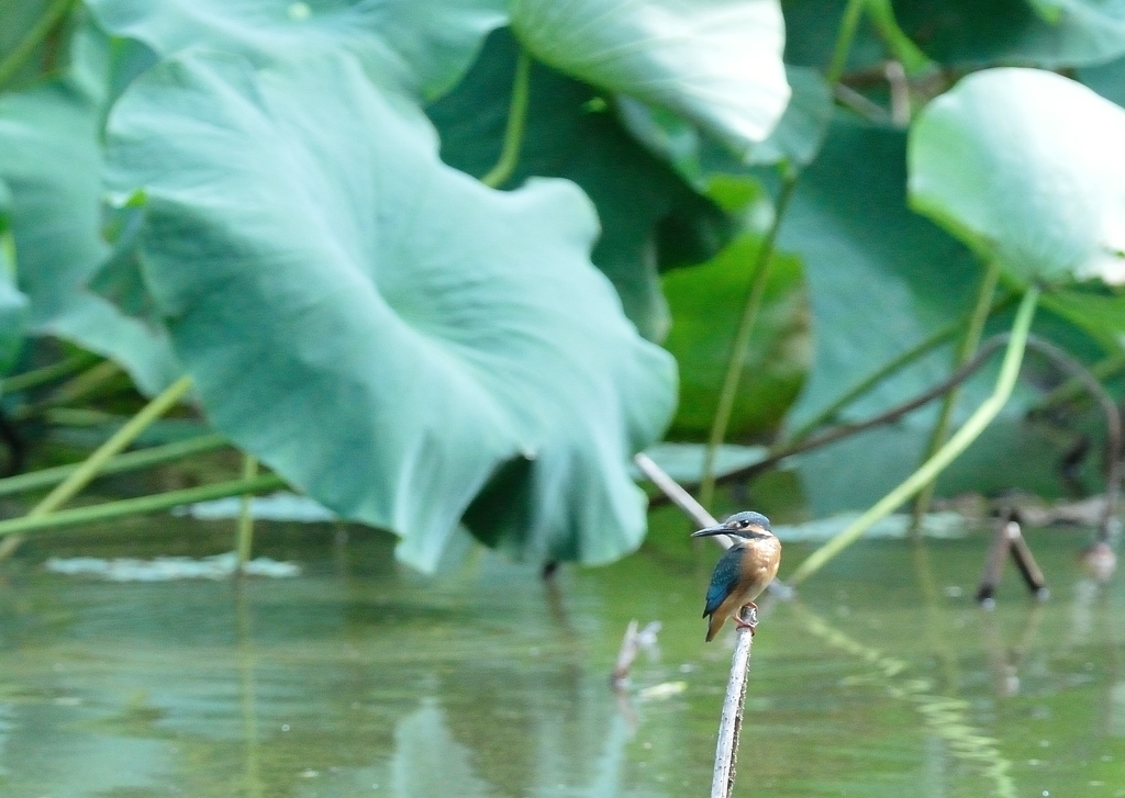 雛カワ♂