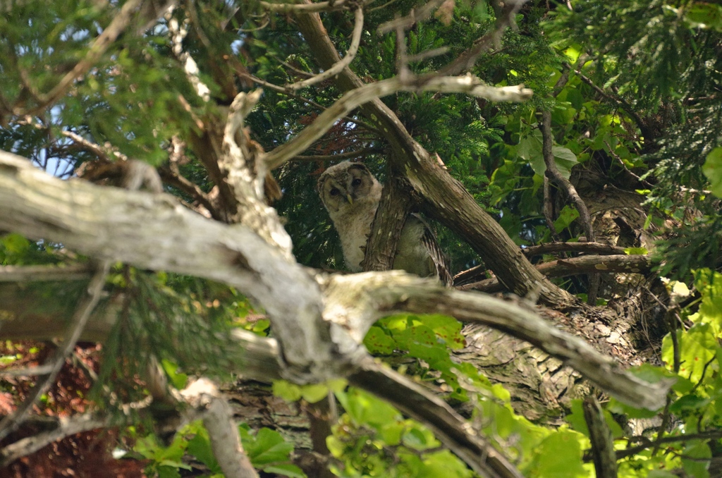 6月　かくれんぼ【梟雛鳥】