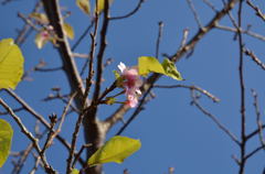 九十九里平野　桜の狂い咲き１