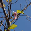 九十九里平野　桜の狂い咲き１