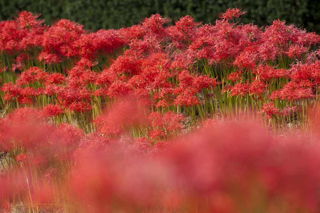 赤の花群れ