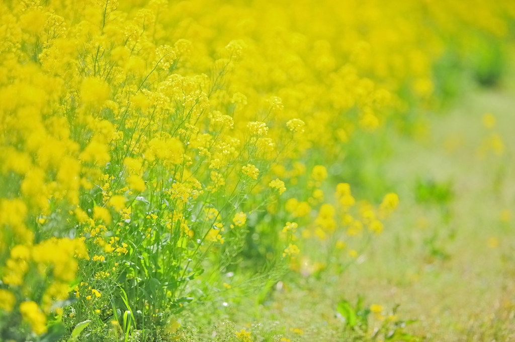 やさしい光