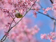 桜の咲く丘で【メジロ】