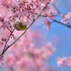 桜の咲く丘で【メジロ】