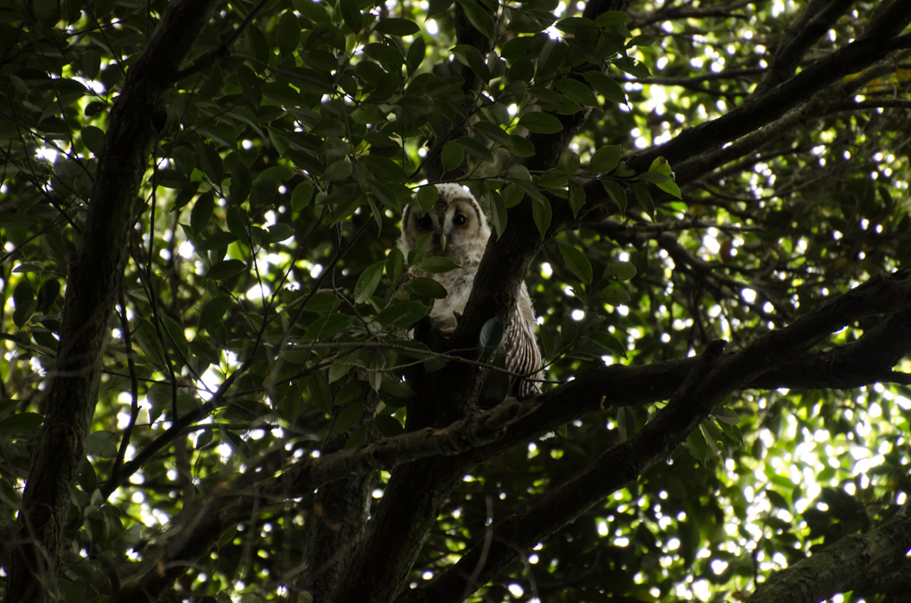 6月　また逢えた 