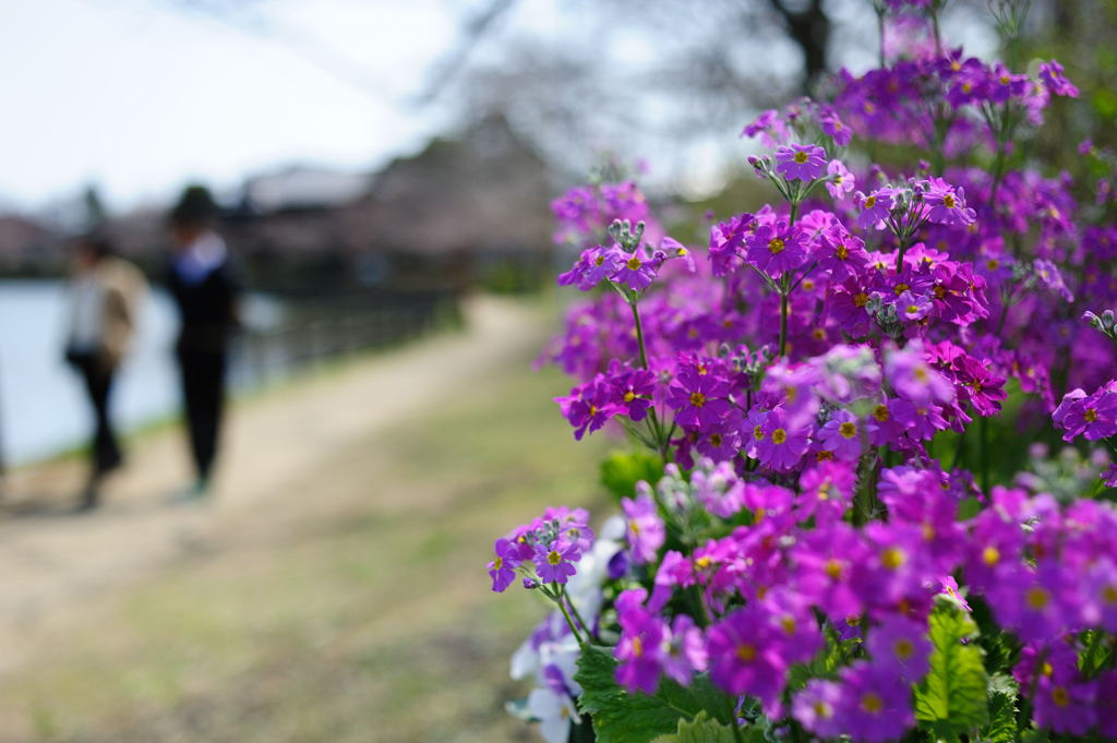 湖畔にて　【八鶴湖】