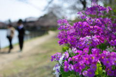 湖畔にて　【八鶴湖】