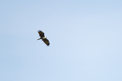 白い首【BRAHIMINY　KITE】