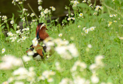 5月　草花の咲き乱れる中で【おしどり】