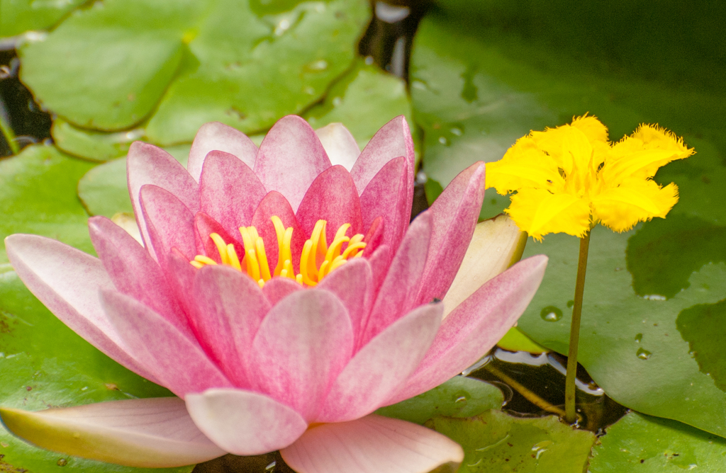 6月　ﾃｨｰﾊﾟｰﾃｨｰ？ 