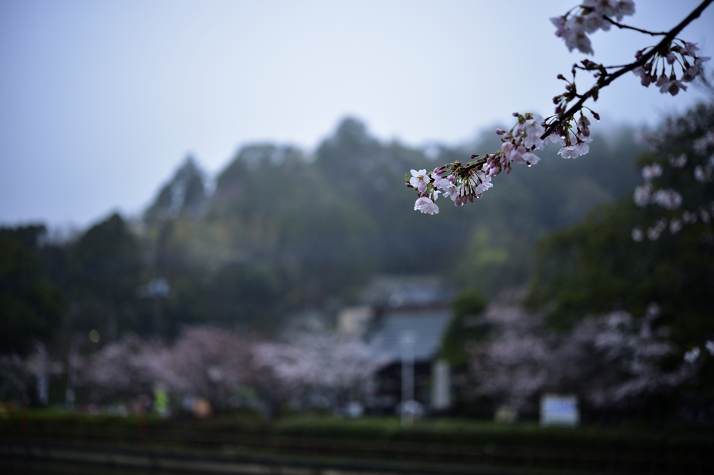 濡れ桜-2【サクラ】