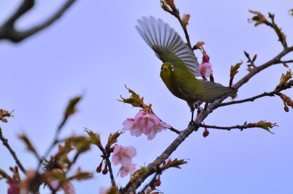 あらよっ！　桜の舞