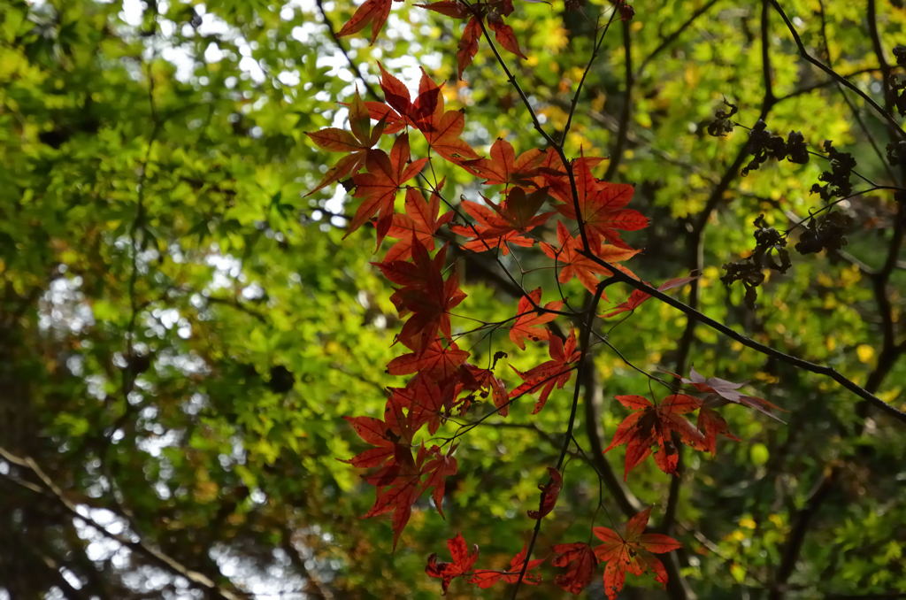 日光東照宮　参道の紅葉