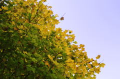 日光東照宮 参道の秋2 日光東照宮 参道の秋2