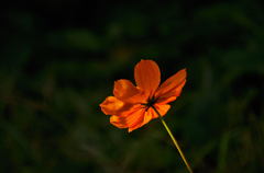 朝日を浴びて 朝日を浴びて
