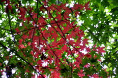 ようやく紅葉【成田山新勝寺】