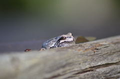 蝦蟇じゃないよ、僕アマガエル