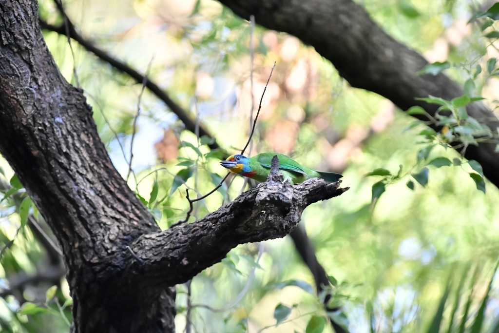 台北植物園【五色鳥】