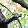 台北植物園【五色鳥】